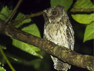 pIIRmnYN(Palawan Scops owl)