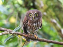 tBsAIoYN(Philippine Hawk owl)