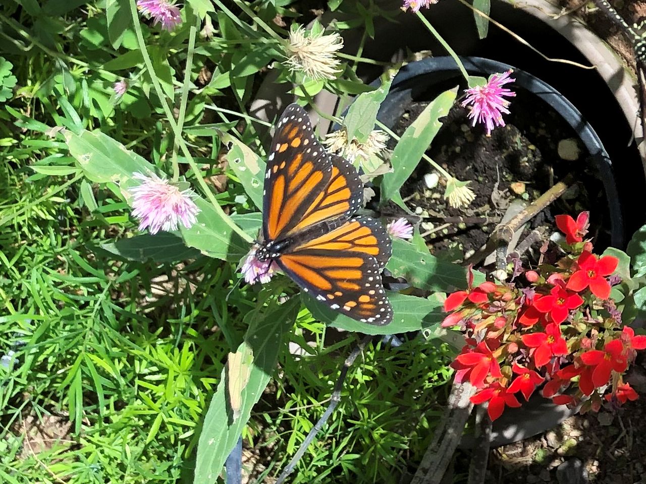 IIJo}_(Monarch Butterfly)