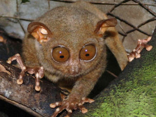 フィリピンメガネザル(Philippine tarsier)