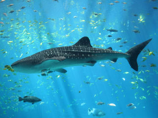 ジンベイザメ(whale shark)