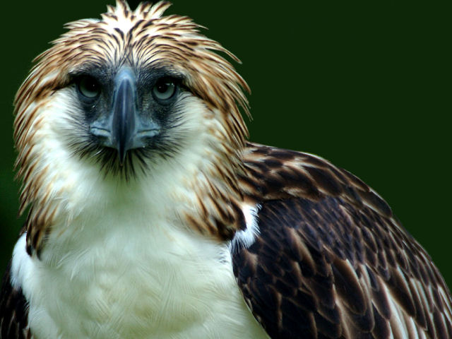 フィリピンイーグル(philippine eagle)