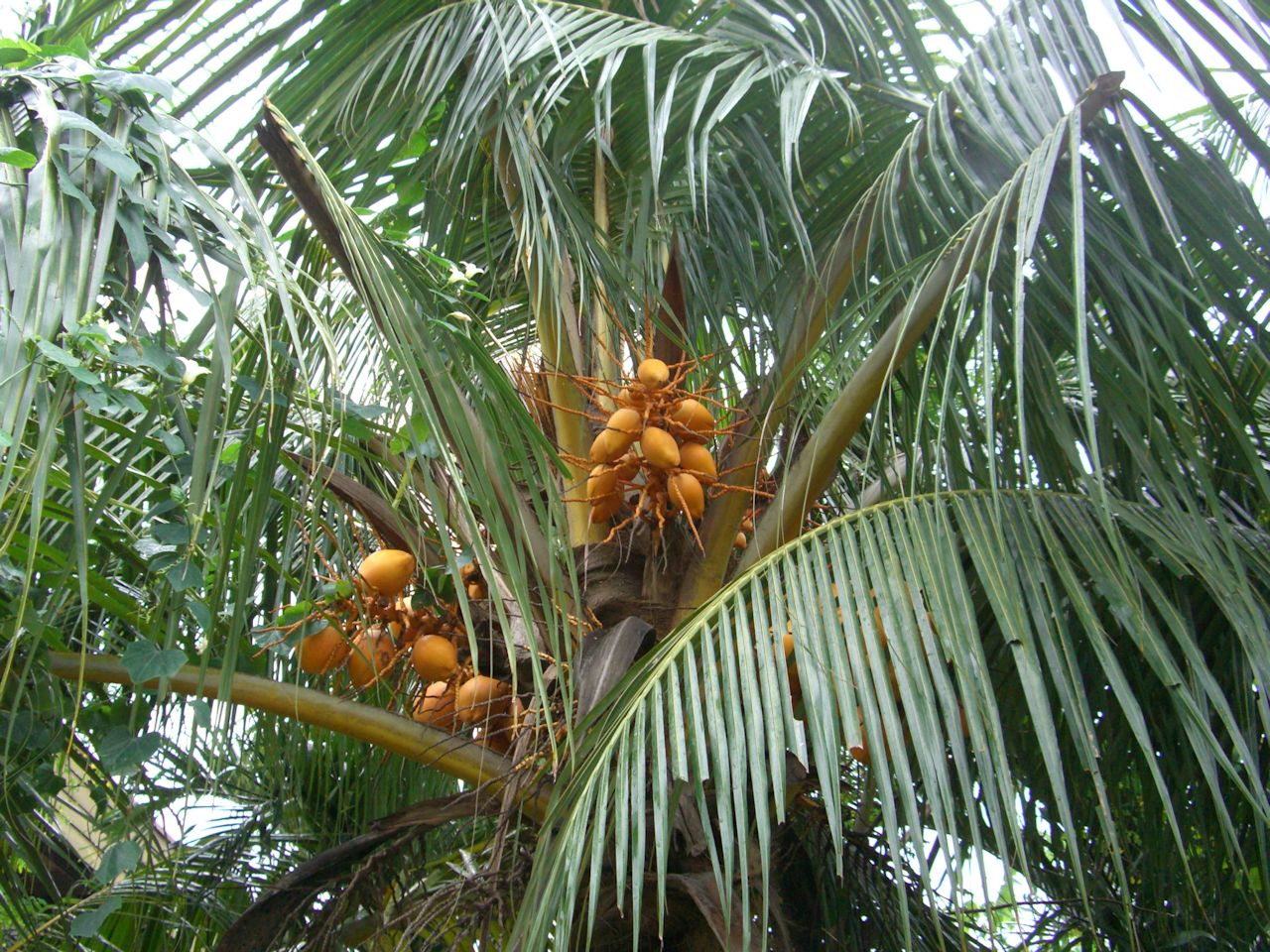 Pichori ゴールデンココナッツパーム Golden Coconut Palm