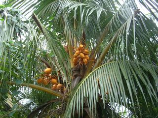 ゴールデンココナッツパーム(golden coconut palm)