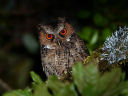 \RmnYN(Luzon Scops owl)