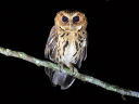~_iIRmnYN(Mindanao Scops owl)