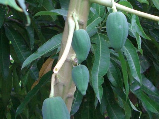 パパイヤ(papaya)