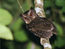\IIRmnYN(Philippine Scops owl)
