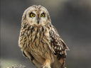 R~~YN(Short-eared Owl)