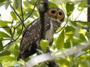 }[tNE(Spotted Wood owl)