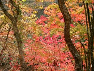 千葉県：養老渓谷の紅葉