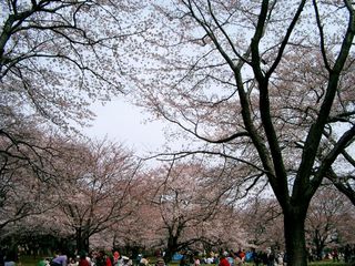 東京都：国営昭和記念公園の桜