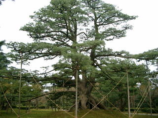 石川県：金沢兼六園の根上がりの松