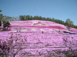 北海道：藻琴山温泉芝桜公園の牛のノンキーマーク