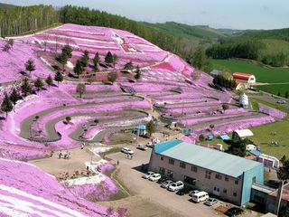 北海道：藻琴山温泉芝桜公園の斜面