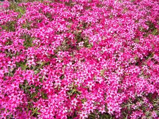 北海道：藻琴山温泉芝桜公園のスカーレットフレーム