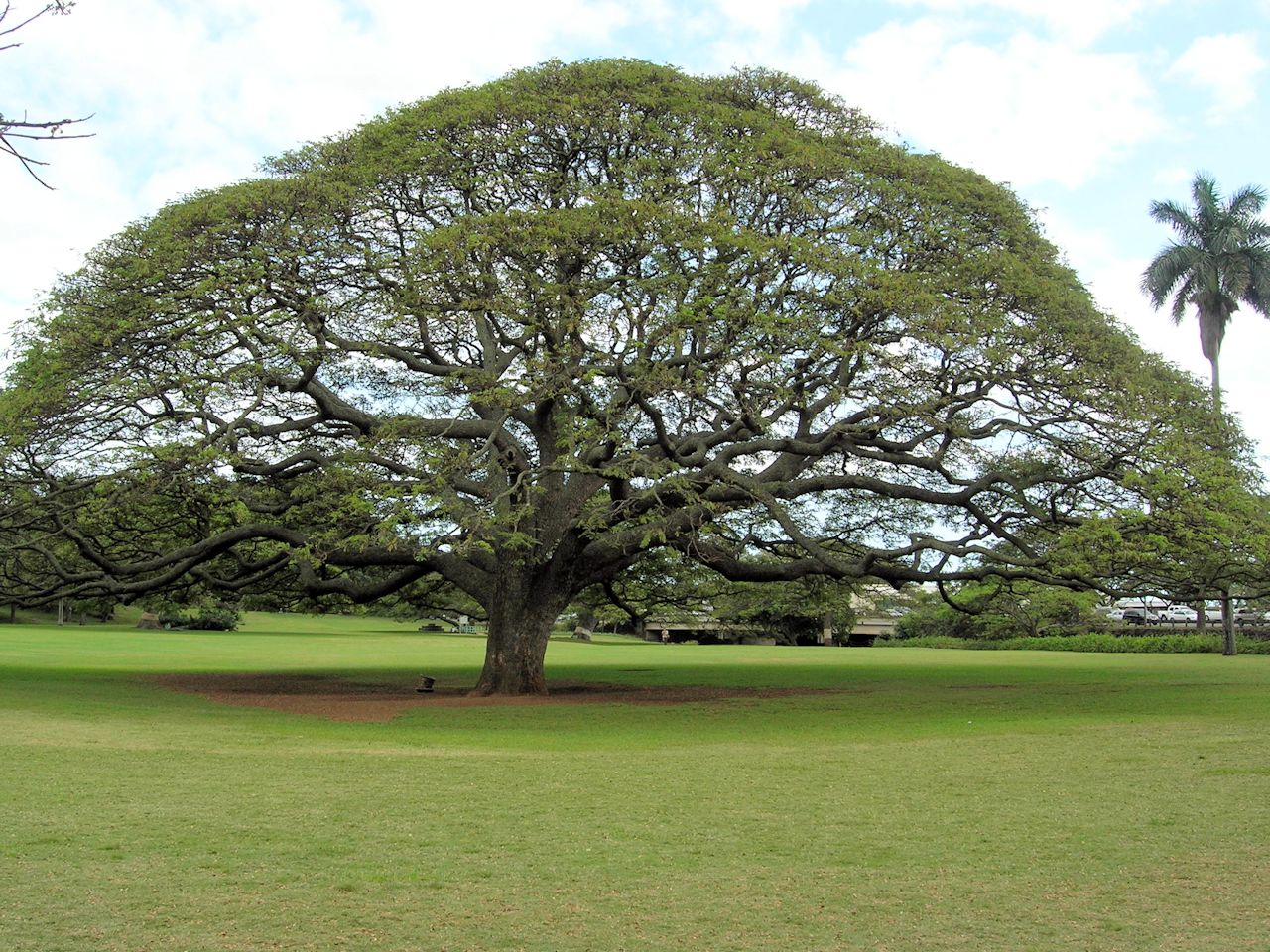 Pichori ハワイ：モアナルア・ガーデンパーク