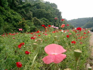 神奈川県：くりはま花の国のポピー1