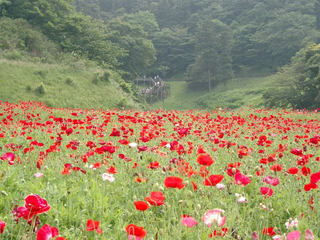 神奈川県：くりはま花の国のポピー3