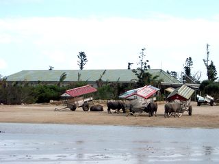 沖縄県：西表島 由布島の水牛車