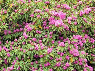 群馬県：つつじヶ丘公園の八重大紫ツツジ