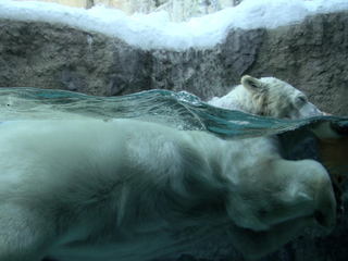 北海道：旭山市旭山動物園のホッキョククマ