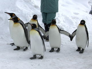 北海道：旭山市旭山動物園のキングペンギン