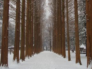 韓国：南怡島(ナミソム) 冬のソナタ メタセコイアの並木道