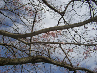 神奈川県：湯河原の桜