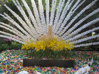静岡県：らんの里 胡蝶蘭の白孔雀