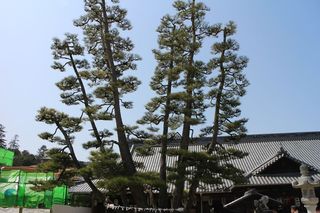 広島県：宮島 大願寺の九本松
