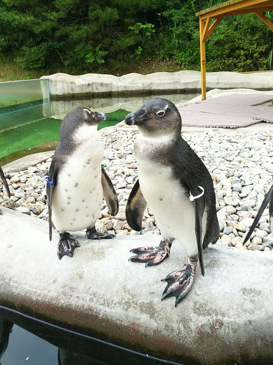 Pichori 栃木県 那須どうぶつ王国のフンボルトペンギン