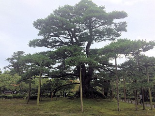 石川県：兼六園の根上りの松(ねあがりのまつ)