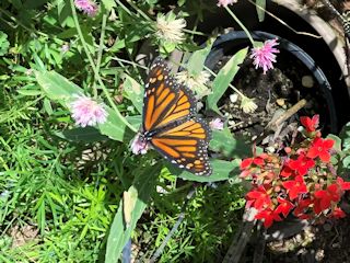 フェニックス：デザート・ボタニカル・ガーデンのオオカバマダラ(Monarch Butterfly)