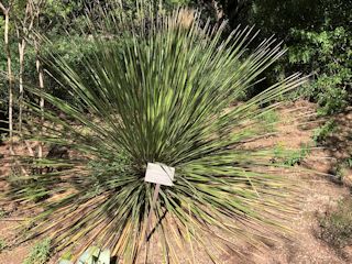 フェニックス：デザート・ボタニカル・ガーデンのダシリリオン・アクロトリクム (Dasylirion acrotrichum)