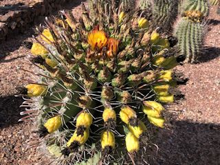 フェニックス：デザート・ボタニカル・ガーデンの日の出丸(fishhook barrel cactus) 