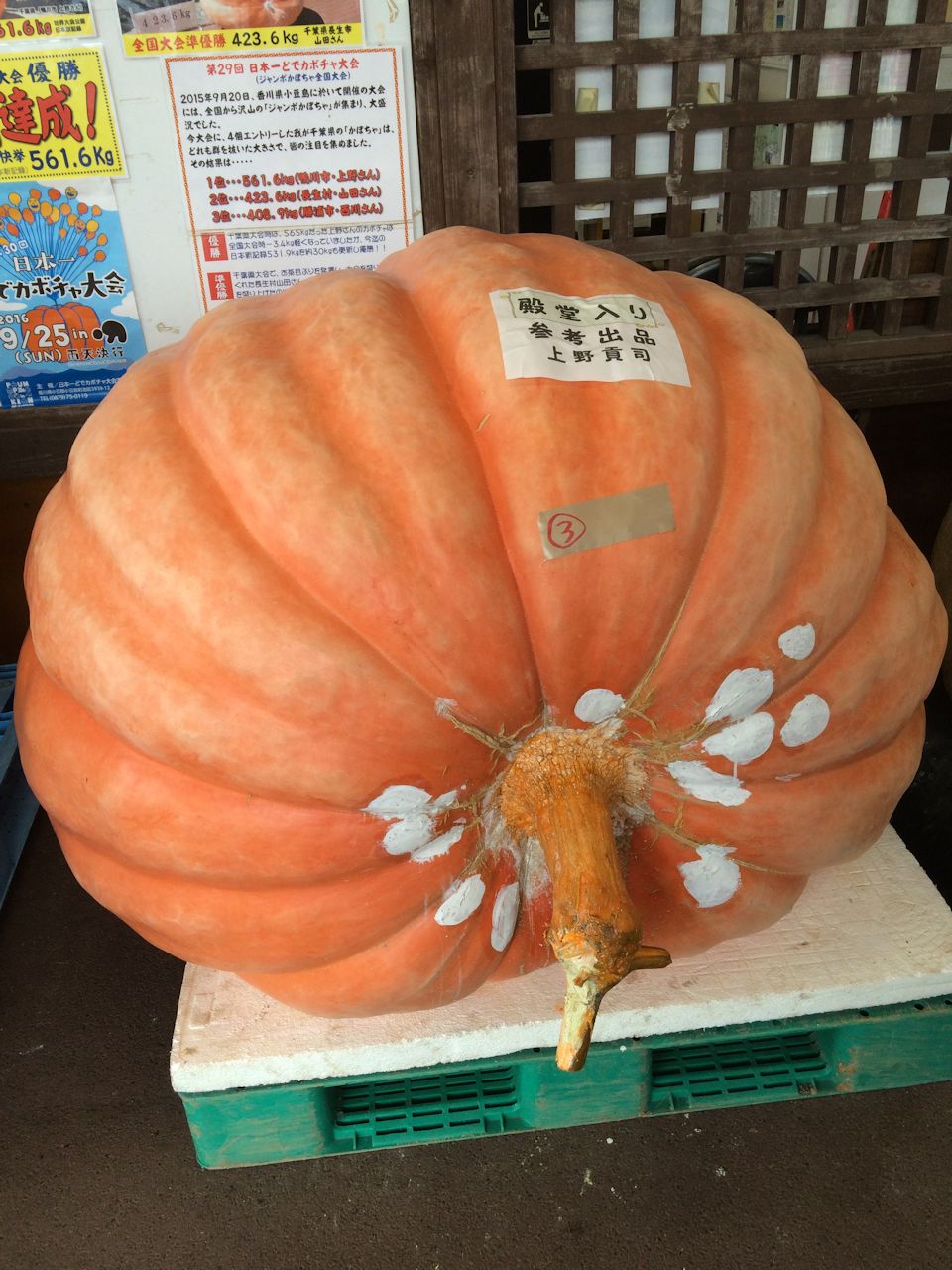 Pichori 巨大かぼちゃコンテスト