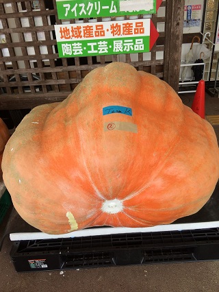 巨大かぼちゃコンテスト
